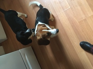 Beagle Puppy for sale in METHUEN, MA, USA