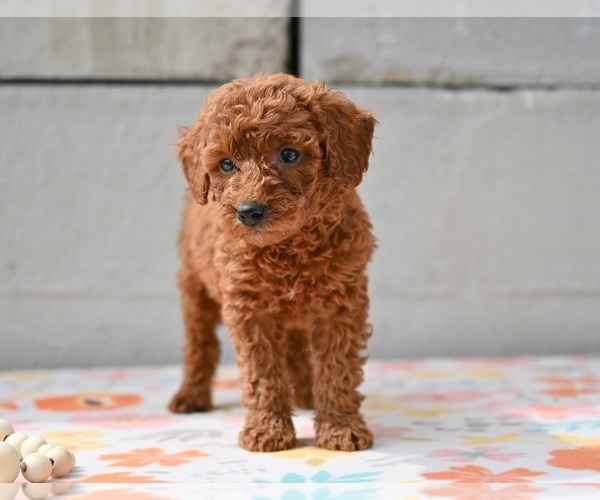 Medium Photo #3 Poodle (Miniature) Puppy For Sale in MILLERSBURG, OH, USA