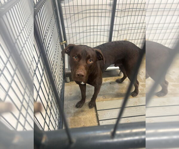 Medium Photo #3 Labrador Retriever-Unknown Mix Puppy For Sale in Foristell, MO, USA