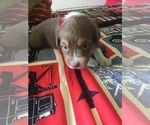 Small Photo #6 Australian Shepherd Puppy For Sale in GILMER, TX, USA