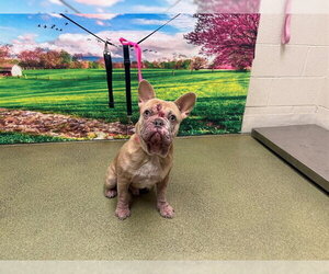 French Bulldog-Unknown Mix Dogs for adoption in Moreno Valley, CA, USA