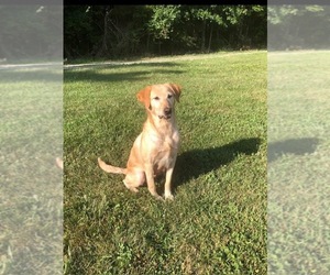 Mother of the Labrador Retriever puppies born on 07/09/2025