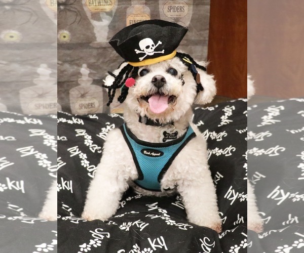 Medium Photo #1 Poodle (Miniature)-Unknown Mix Puppy For Sale in Victorville, CA, USA