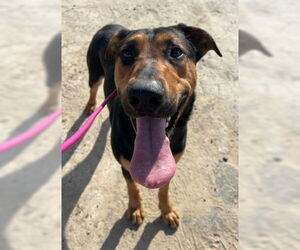 German Shepherd Dog-Unknown Mix Dogs for adoption in Ventura, CA, USA