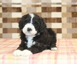 Small #2 Bernedoodle (Miniature)