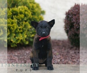 Belgian Malinois Puppy for sale in HONEY BROOK, PA, USA