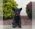 Small Belgian Malinois