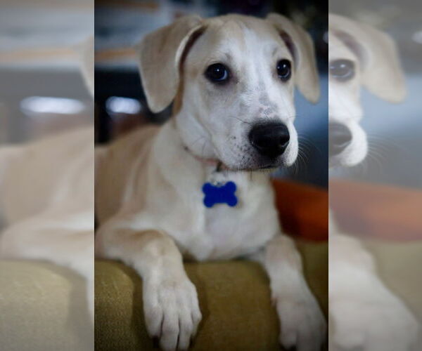 Medium Photo #15 Mutt Puppy For Sale in Plymouth, MN, USA