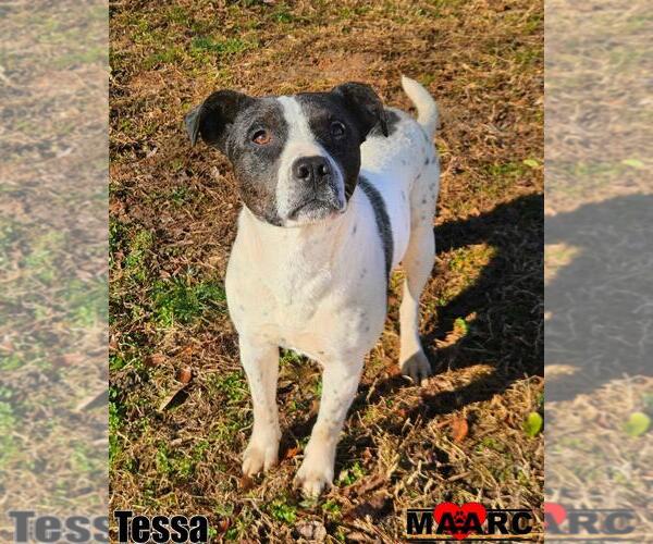 Medium Photo #1 Mutt Puppy For Sale in Maryville, TN, USA