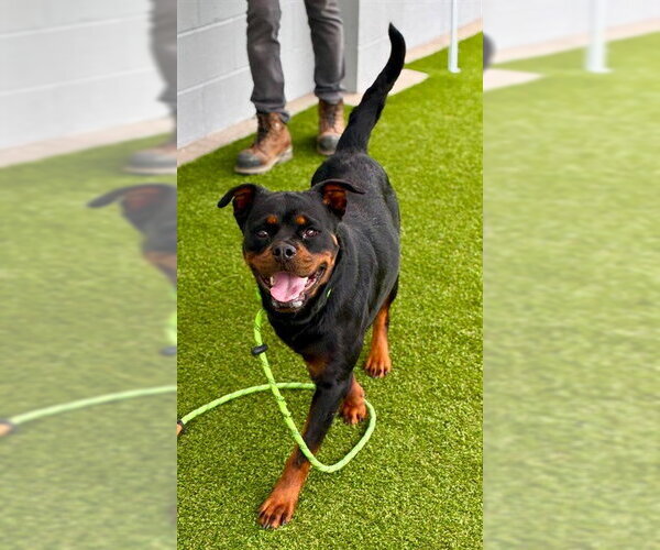 Medium Photo #1 Rottweiler Puppy For Sale in Stockton, CA, USA