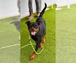 Small Rottweiler