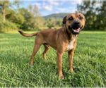 Small German Shepherd Dog-Retriever  Mix