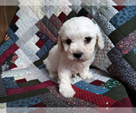 Small Photo #3 Bichon Frise Puppy For Sale in PELHAM, NH, USA