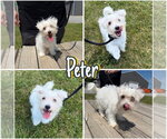 Small Maltese Mix