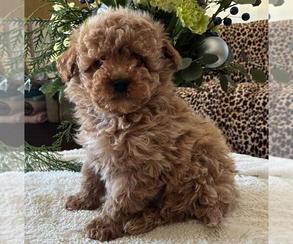 Medium Photo #1 Poodle (Toy) Puppy For Sale in PARADISE, PA, USA