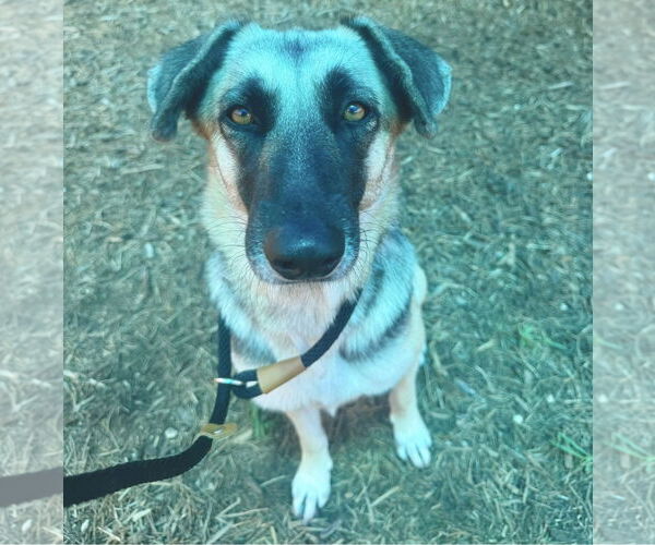 Medium Photo #10 Mutt Puppy For Sale in Houston, TX, USA