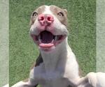 Small #3 American Pit Bull Terrier Mix