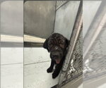 Small Labrador Retriever Mix