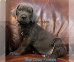 Small Photo #13 Cane Corso Puppy For Sale in LA PLATA, MD, USA