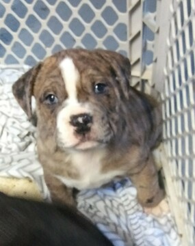 Medium Photo #1 Alapaha Blue Blood Bulldog Puppy For Sale in COLUMBUS, OH, USA