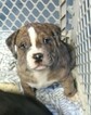 Small Photo #1 Alapaha Blue Blood Bulldog Puppy For Sale in COLUMBUS, OH, USA