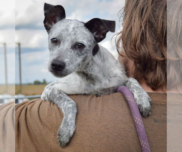 Medium Photo #5 Mutt Puppy For Sale in Huntley, IL, USA