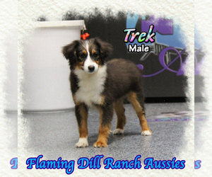 Miniature Australian Shepherd Puppy for sale in FORESTBURG, TX, USA