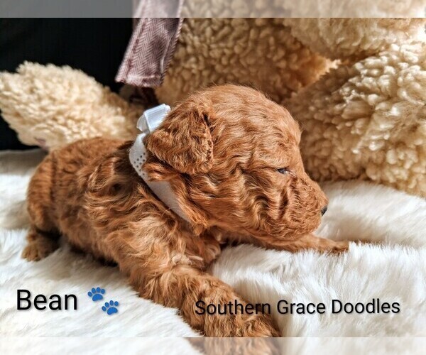 Medium Photo #3 Goldendoodle (Miniature) Puppy For Sale in GASTONIA, NC, USA