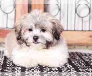 Zuchon Puppy for sale in NAPLES, FL, USA