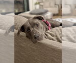 Small American Staffordshire Terrier-Labrador Retriever Mix
