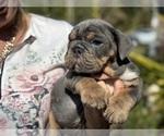 Puppy Blue English Bulldog