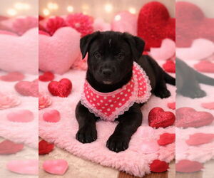 Labrador Retriever-Unknown Mix Dogs for adoption in Claremore, OK, USA