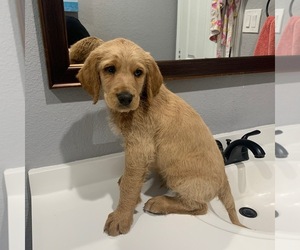 Labradoodle-Poodle (Standard) Mix Puppy for sale in DALLAS, TX, USA