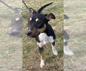 Nova - Female Catahoula Leopard Dog-Mountain Cur Mix Dog for Adoption - Photo #7
