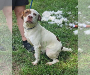 American Pit Bull Terrier-Unknown Mix Dogs for adoption in Wetumpka, AL, USA