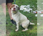 Small American Pit Bull Terrier Mix