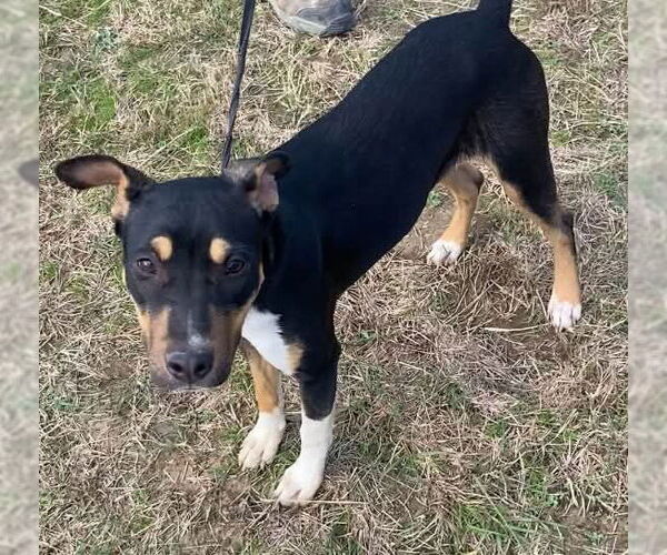 Medium Photo #1 Catahoula Leopard Dog-Mountain Cur Mix Puppy For Sale in Ridgefield, CT, USA