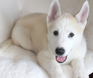 German Shepherd Dog-Siberian Husky Mix Litter for sale in WASHINGTON, NC, USA