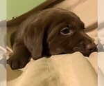 Small Photo #25 Labrador Retriever Puppy For Sale in PUEBLO, CO, USA