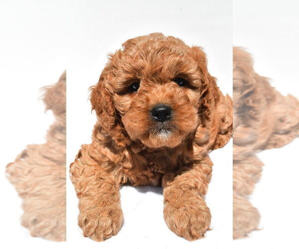 Medium Photo #60 Goldendoodle mix (+ Poodle Miniature) Puppy For Sale in DURHAM, CT, USA