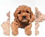 Small #59 Goldendoodle mix (+ Poodle Miniature)