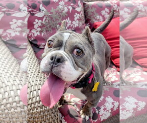Toadette - Female Mutt Dog for Adoption - Photo #3
