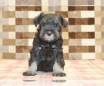 Small #2 Schnauzer (Miniature)