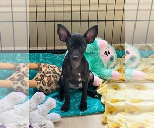 Rat Terrier Puppy for sale in WHITAKERS, NC, USA