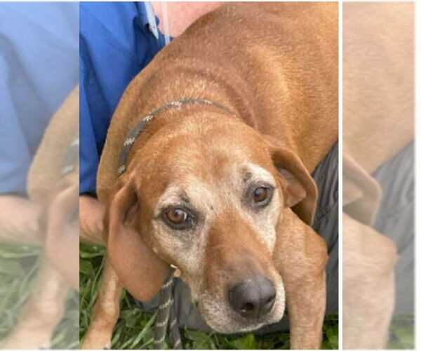 Medium Photo #4 Redbone Coonhound-Unknown Mix Puppy For Sale in Westminster, MD, USA