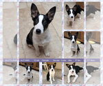 Small #1 Border Collie Mix