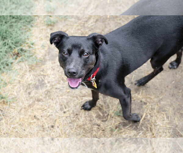 Medium Photo #14 Labrador Retriever-Unknown Mix Puppy For Sale in Garner, NC, USA