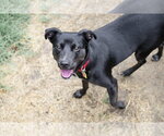 Small #13 Labrador Retriever Mix