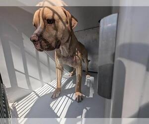 American Pit Bull Terrier-Unknown Mix Dogs for adoption in Houston, TX, USA