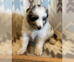 Small #1 Shetland Sheepdog